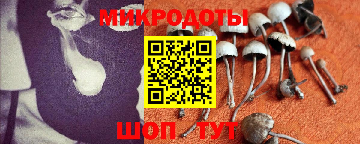 Галлюциногенные грибы Cubensis  Вход с VPN  Губкинский  Псилоцибиновые грибы Cubensis 